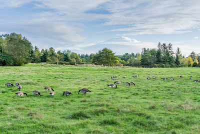 Flock of sheep on grassy field