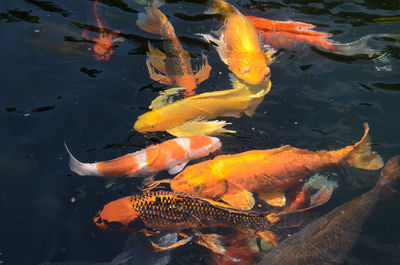 High angle view of koi carps swimming in water