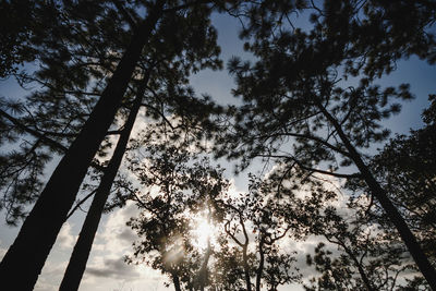 Low angle view of silhouette trees against sky during sunset