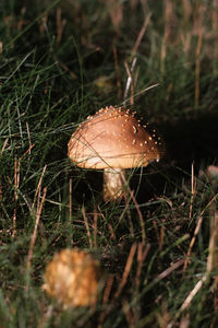 Close-up of mushroom growing on field
