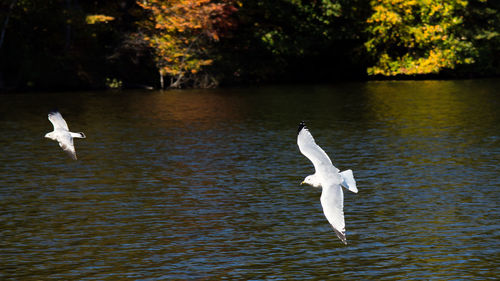 White swan flying over lake