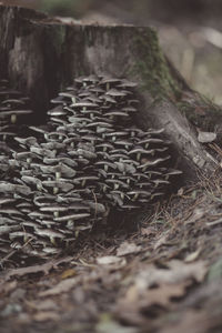 Close-up of wood