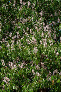 High angle view of flowering plants on field