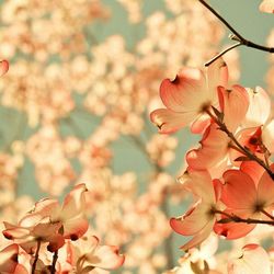 Close-up of pink flowers