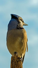 Close-up of bird perching on wooden post