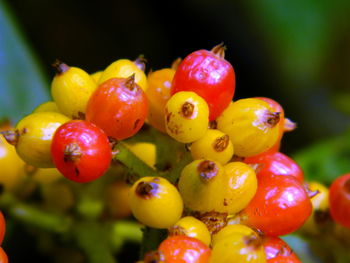 Close-up of cherries growing on tree