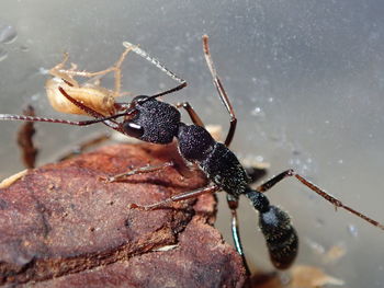 Close-up of insect on rock