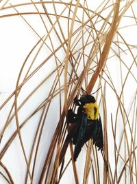 Low angle view of bird perching on branch