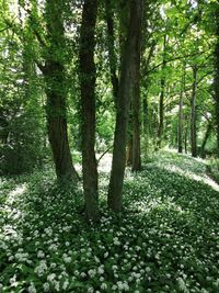 Trees in forest