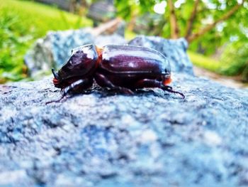 Close-up of insect on rock