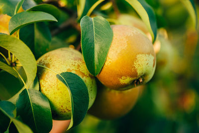 Close-up of pears growing on tree