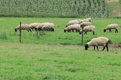 Sheep grazing in a field