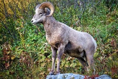 Low angle view of bighorn sheep standing against plants