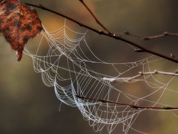 Close-up of spider web