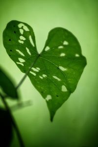 Close-up of green leaves