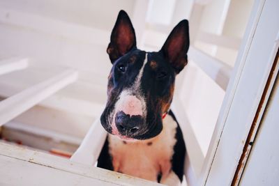 Close-up portrait of dog