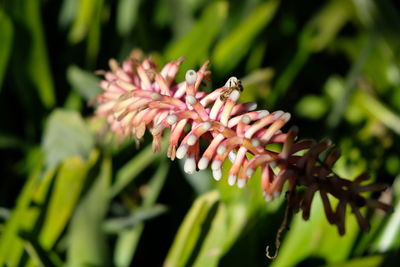 Close-up of pink flowering plant