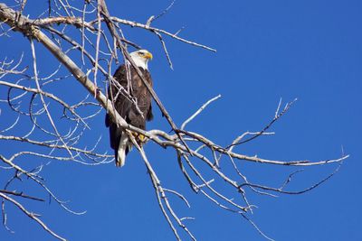 Low angle view of bird perching on bare tree against clear sky