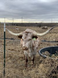 Texas livestock 