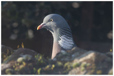 Close-up of seagull perching