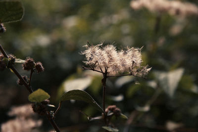 Close-up of wilted flower on field