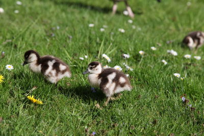 Close-up of ducks on field