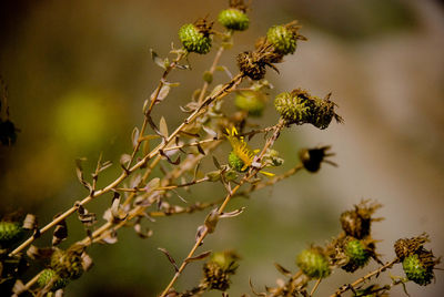 Close-up of insect on plant