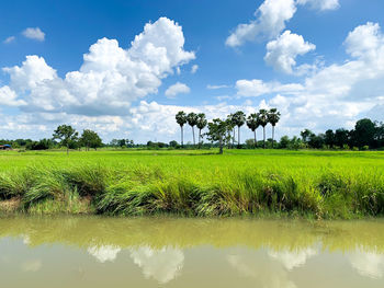 Scenic view of field against sky