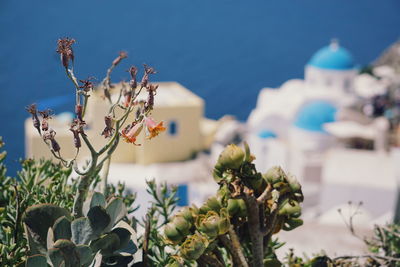 Close-up of white flowering plants against blue sky