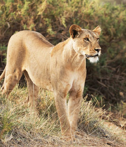 View of a cat on field