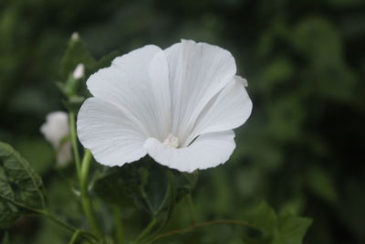 Close-up of white flowering plant