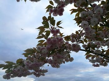 Low angle view of tree against sky