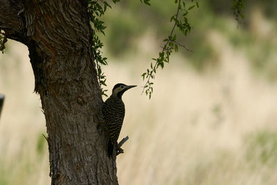 Low angle view of bird perching on tree trunk