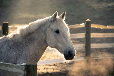 Close-up of horse on field