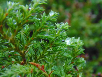 Close-up of green plant