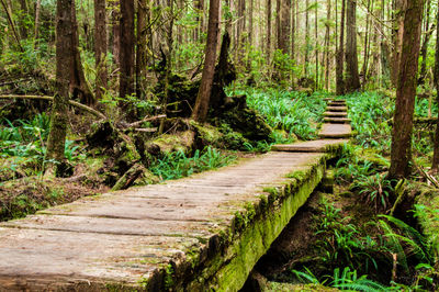 Footpath amidst trees in forest