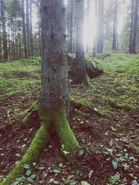 View of trees in forest