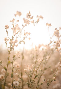 Close-up of cherry blossoms on field