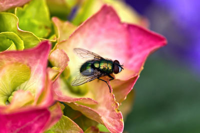 Close-up of insect on flower