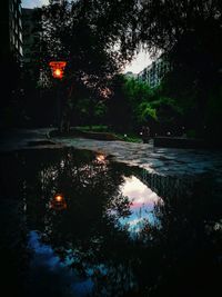 Reflection of trees in lake