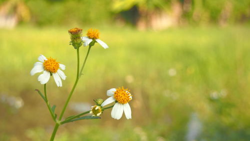 Close-up of yellow flowering plant on field