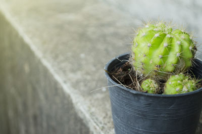 High angle view of succulent plant