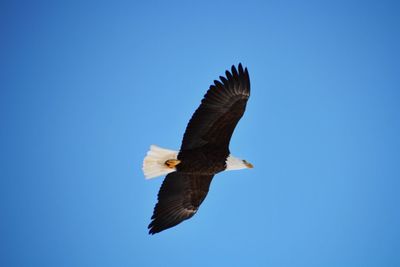 Low angle view of birds flying against blue sky