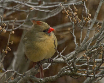 Bird perching on wall