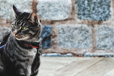 Cat looking away against wall