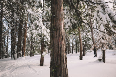 Trees on snow covered field