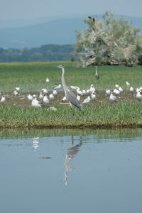 Flock of birds in the lake