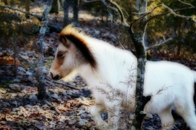 Cat in forest