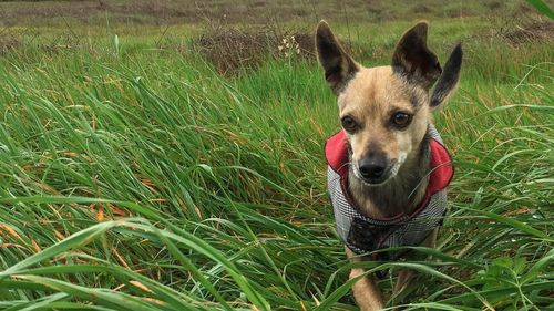 Portrait of dog on field