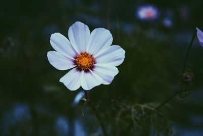 Close-up of white flower growing outdoors